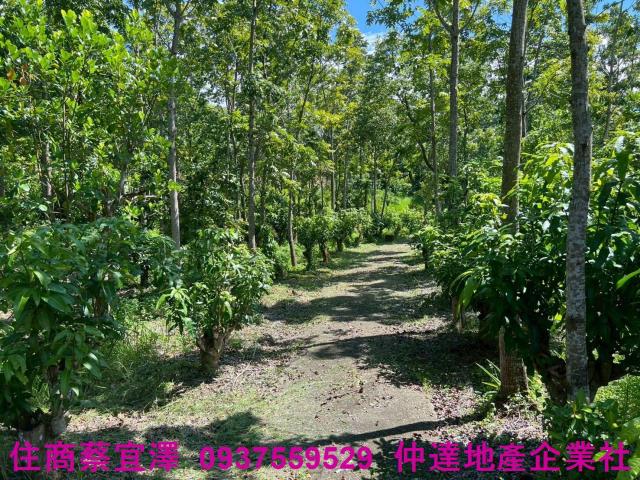 台南南化山坡地-7